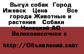 Выгул собак. Город Ижевск › Цена ­ 150 - Все города Животные и растения » Собаки   . Ненецкий АО,Великовисочное с.